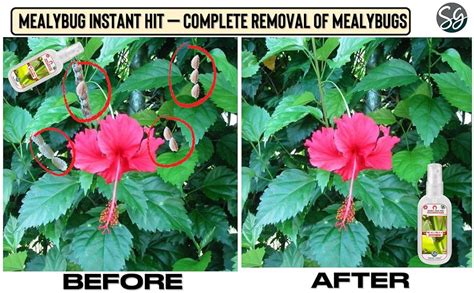 Sansar Green® Mealy Bug Instant Hit Spray, Premium Essential Super ...