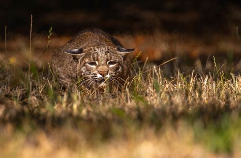 Bobcat stalking its prey : r/badassanimals