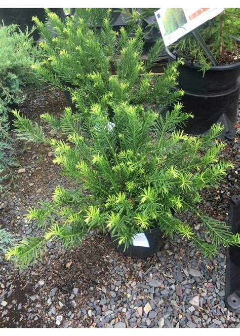 Duke Gardens Yew, Japanese Plum | Behmerwald Nursery - Behmerwald Nursery