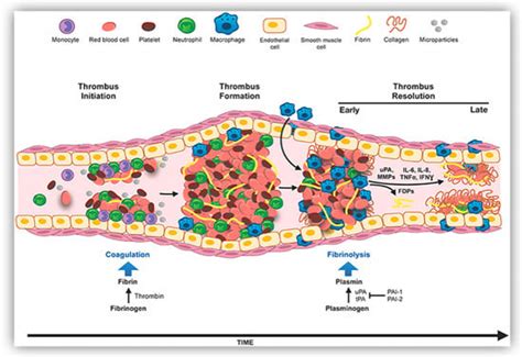 Thrombolytic Enzymes of Microbial Origin: A Review
