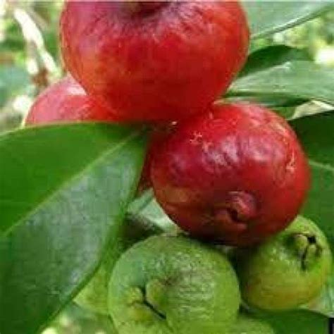 Plant Sapling - Buy Outdoor & Indoor Plants Online in India | Shopsy