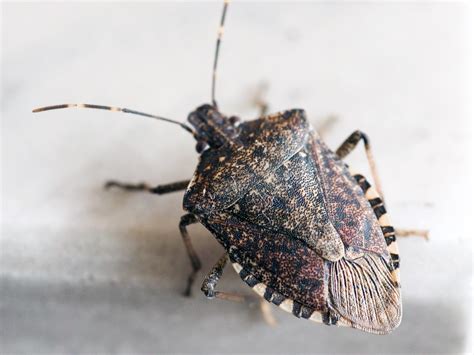 Do Stink Bugs Bite? (Or Sting?) (2025) | Today's Homeowner