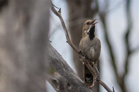 Endangered Bird Rediscovered In Victoria - TrendRadars