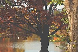 Image result for Autumn Sounds