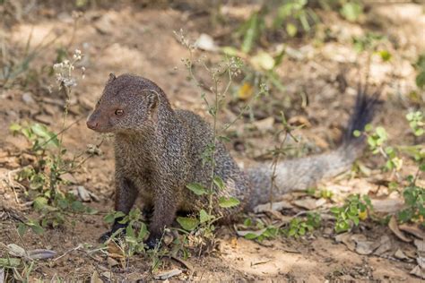 The Mongoose Disaster: Hawaii’s Greatest Invasive Animal Mistake ...