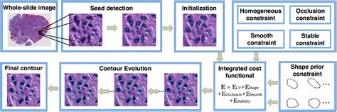 Image result for Cell Segmentation Methods