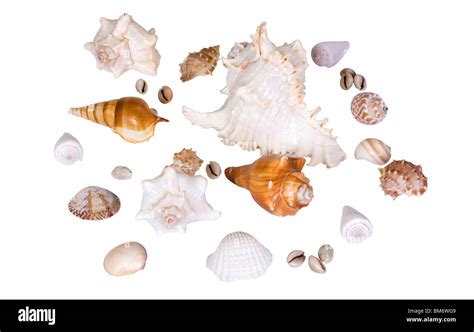 Image result for Hard Sea Shells
