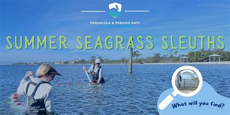 Summer Seagrass Sleuths, Shoreline Park, Gulf Breeze, 19 July 2024 ...