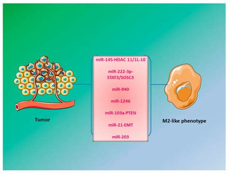 MicroRNAs: As Critical Regulators of Tumor- Associated Macrophages