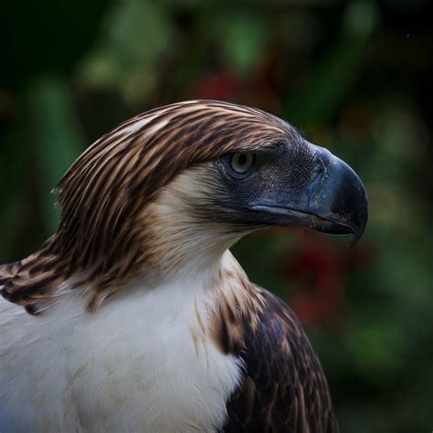 10 reasons to go to Davao, Philippines | Cathay IN