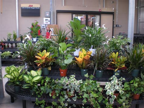 Tropical Plant Care at The Plant Ranch