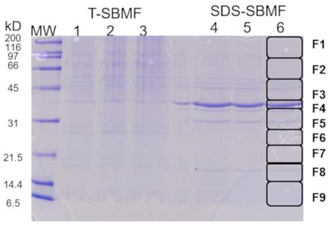 A Fraction of Escherichia coli Bacteria Induces an Increase in the ...