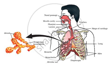 Human Respiratory System | Shaalaa.com