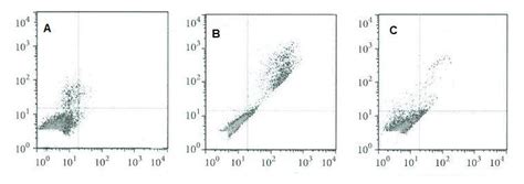 H2O2 Apoptosis 的图像结果