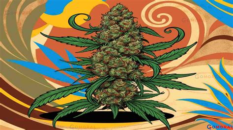 What is Graduated Cylinder| Definition & Meaning - Gomoral