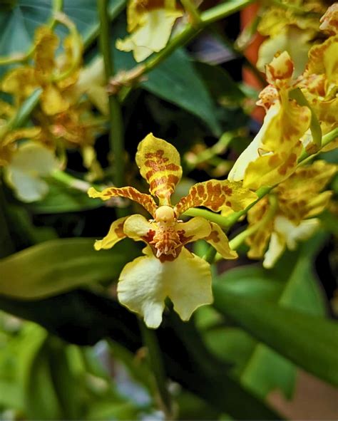 Oncidium Orchid Hybrid Sphacelatum - Big Size Plant