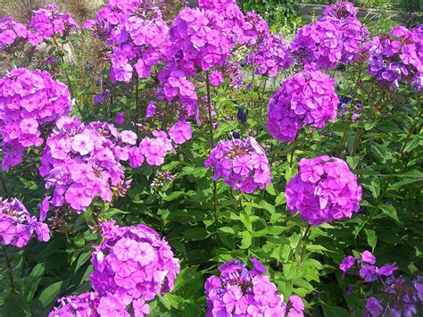 Garden Phlox Plant