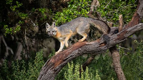 Most Common Animals In Virginia at Ladonna Teal blog - species of fox