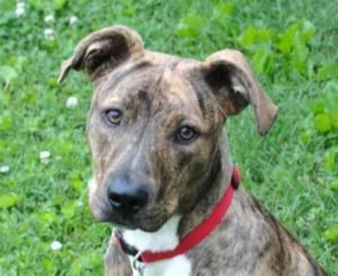 What Breeds Make A Cur Dog at Megan Blackmon blog