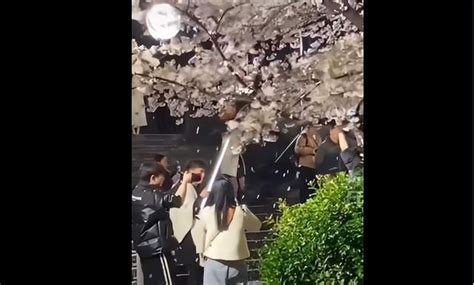 童锦程798旗下主播登上热搜，为拍视频狂摇杭州百年樱花树！_腾讯新闻
