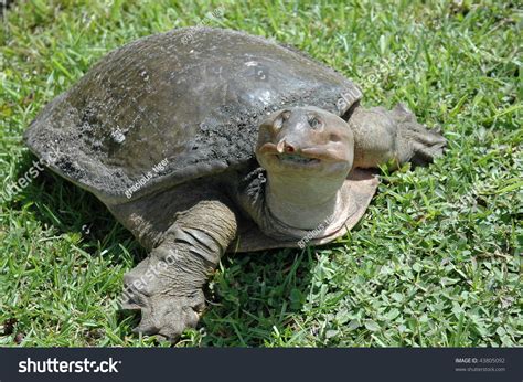 Image result for Florida Softshell Turtle Shell Decor