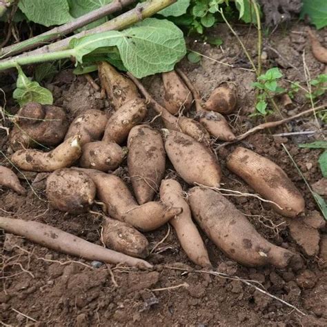 Cajamarca Yacon Seeds | Root Vegetable Garden Seeds – Emma Garden