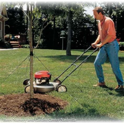 Image result for How to Mow Over Tree Roots