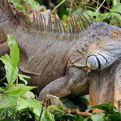 Cano Negro Wildlife Refuge - 2022 What to Know Before You Go (with ...
