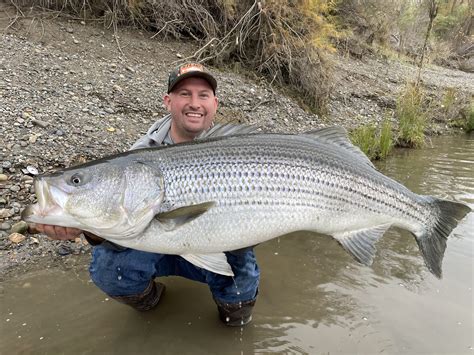 World Record Striped Bass