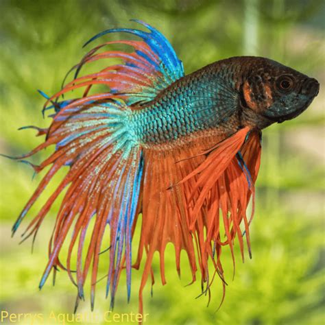 The Top 5 Tropical Fish to Keep in the UK | Perry's Aquatics