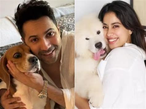 Supreme Court orders mass removal of stray dogs from Delhi-NCR ...