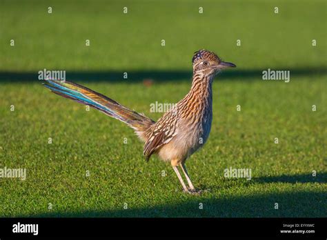 Lesser Road Runner Distribution Map 的图像结果