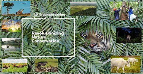 10 Groundbreaking Innovations Revolutionizing Nature Conservation