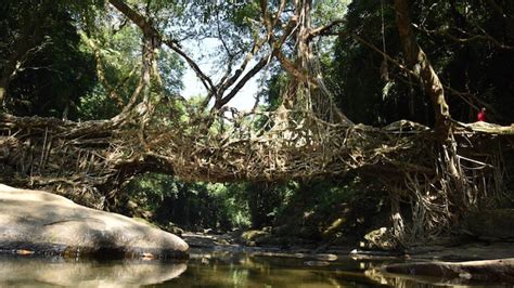 Meghalaya's root bridges in Unesco's tentative list of World Heritage ...