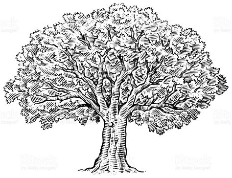 Image result for Tree Texture Drawing