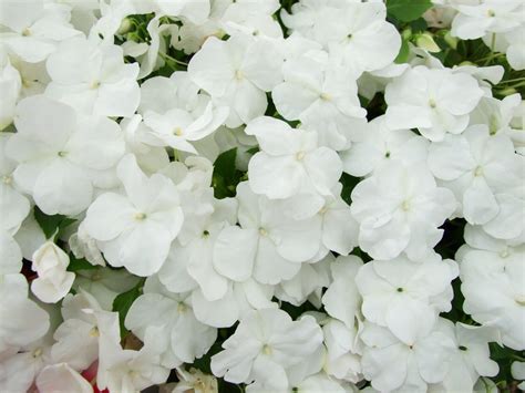 Dwarf White Impatiens Walleriana Sun Or Full Shade Flower 50 Seeds