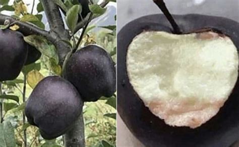 Black Apples: क्या आपने कभी ब्लैक डायमंड सेब के बारे में सुना है? 500 ...