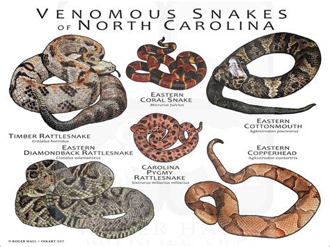 Venomous Snakes of North Carolina Poster Print