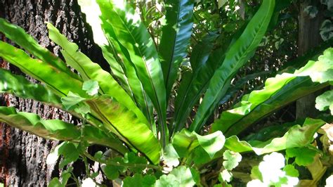 Birds Nest Fern Care