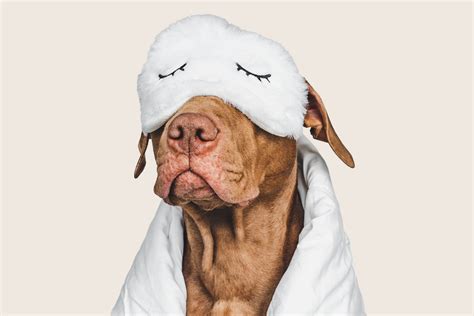 How to stop your puppy crying at night | ManyPets