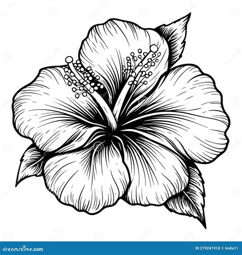 Hibiscus Flower Outline
