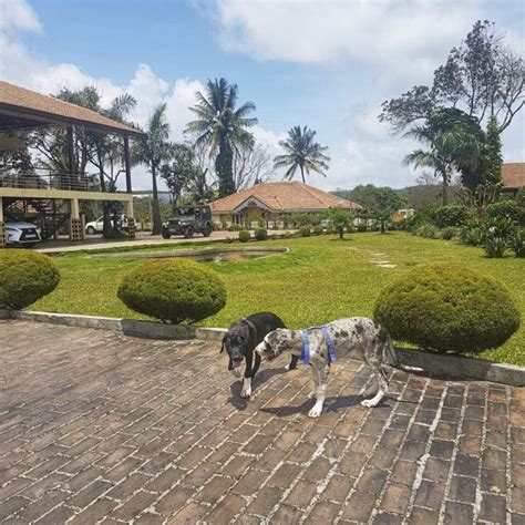 Pet-Friendly Resort Golden Wood Sakleshpur | LBB, Bangalore