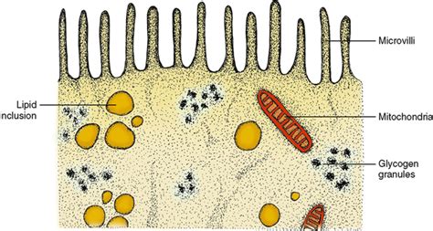 Basic Tissues 的图像结果