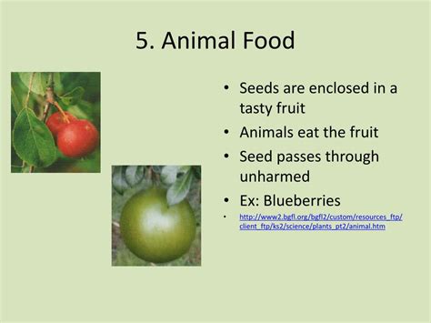 Seed Dispersal Examples 的图像结果