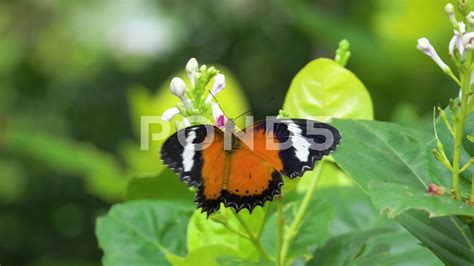Orange And Black Butterfly