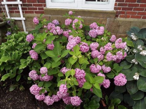 Hydrangea macrophylla (Hortensia Group) 'Bailmer' Endless Summer ...