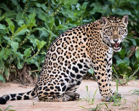 Wallpaper Animal close-up, jaguar, big cat 1920x1200 Picture, Image
