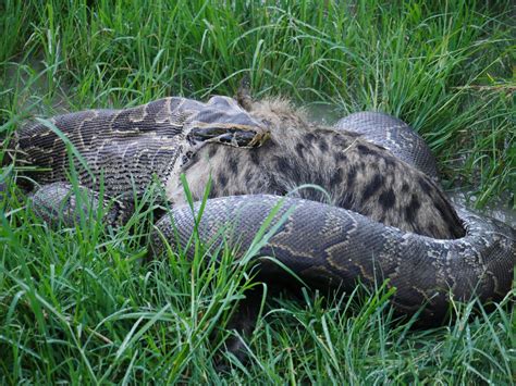 Python Eats Hyena 的图像结果