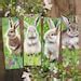 Image result for Very Cute Bunnies