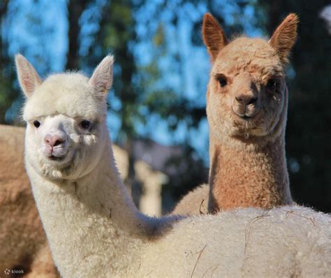 Cornerstone Alpaca Farm - Klook India